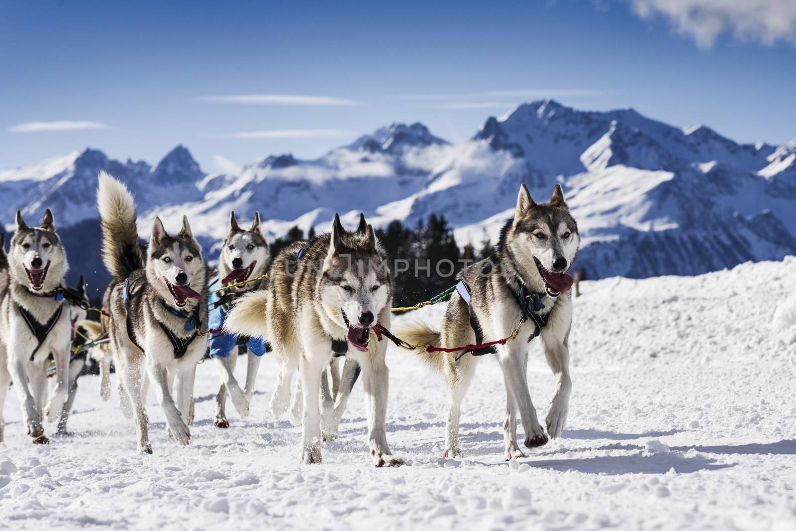 musher dogteam driver and Siberian husky at snow winter competition race in forest