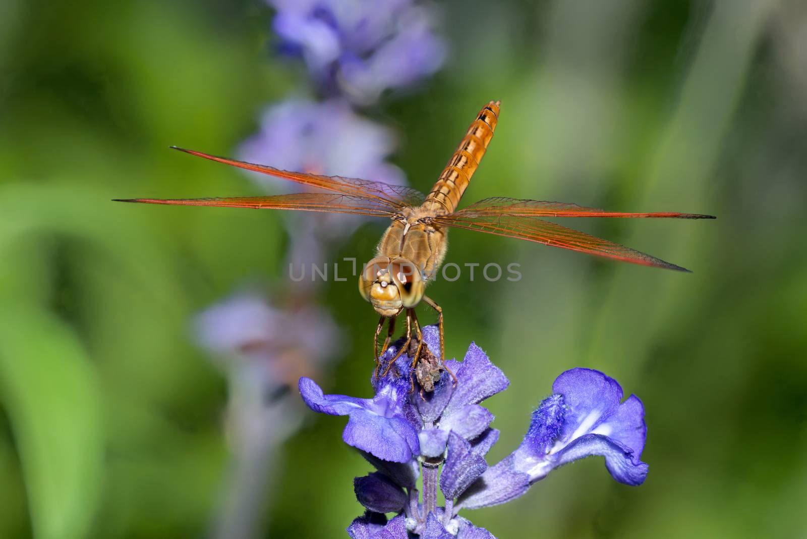 Closeup, dragonfly on blue flower in the garden