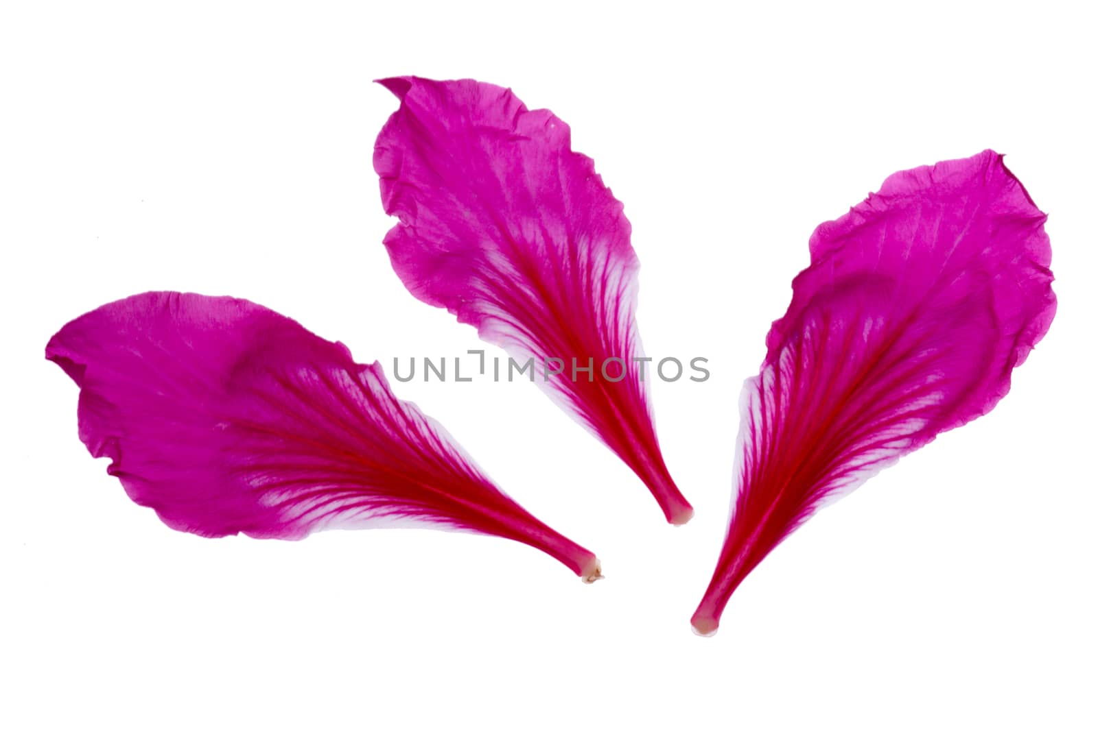 Pink petals of flowers on white background