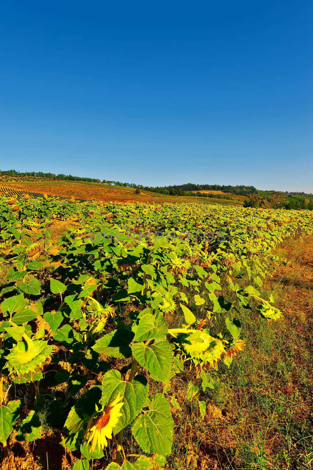 Plantation of Ripe Sunflower in Tuscany, Italy