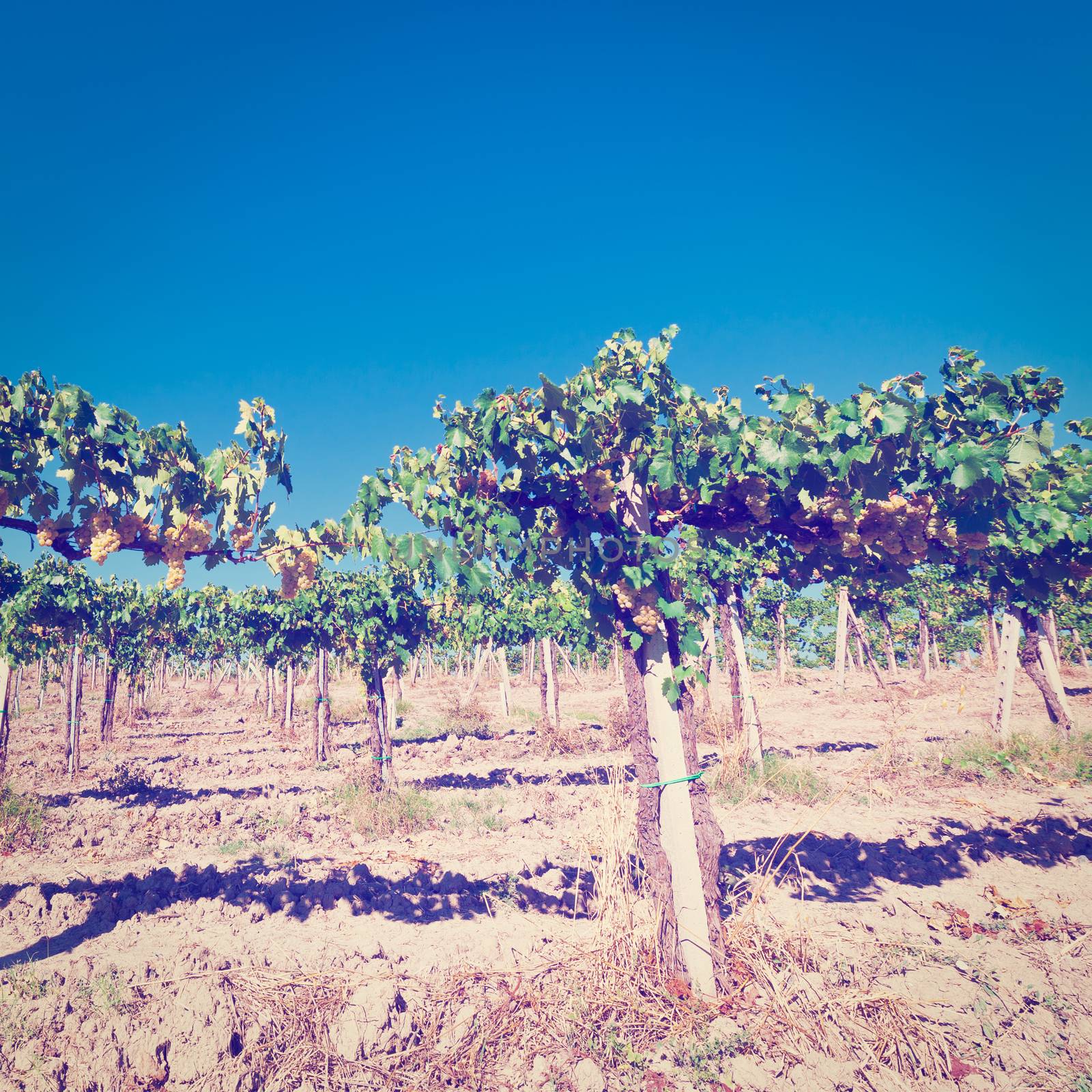 Vineyard by gkuna