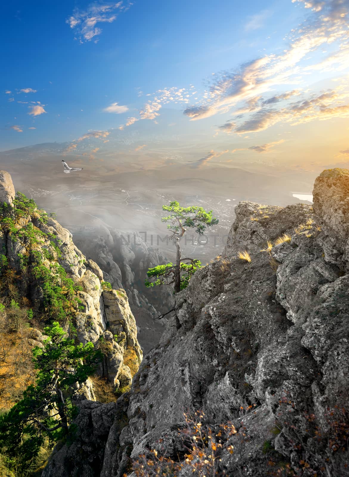 Bird over fog in mountain canyon at sunrise