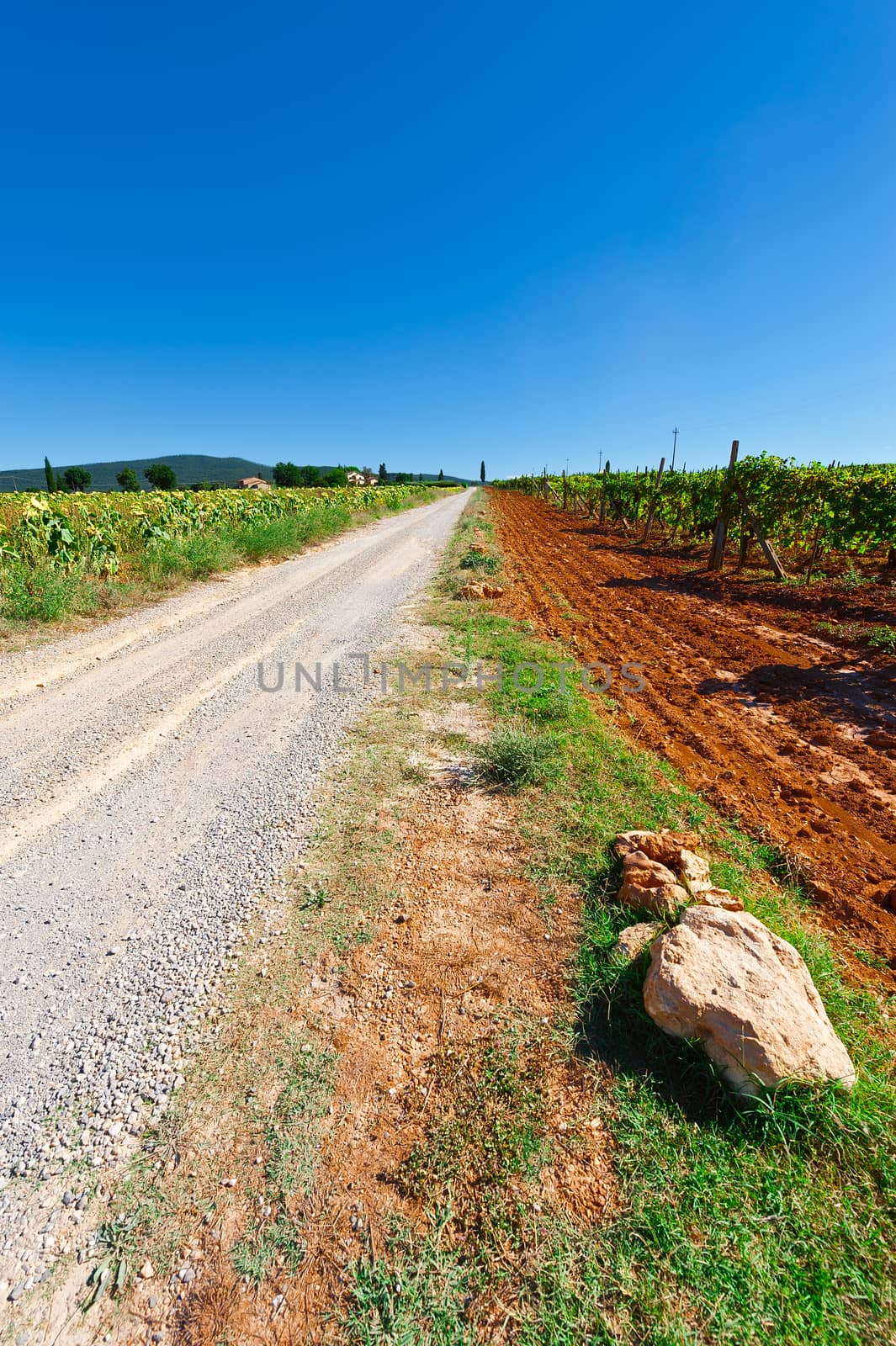 Dirt Road between Sunflower Field and Vineyards in Tuscany, Italy