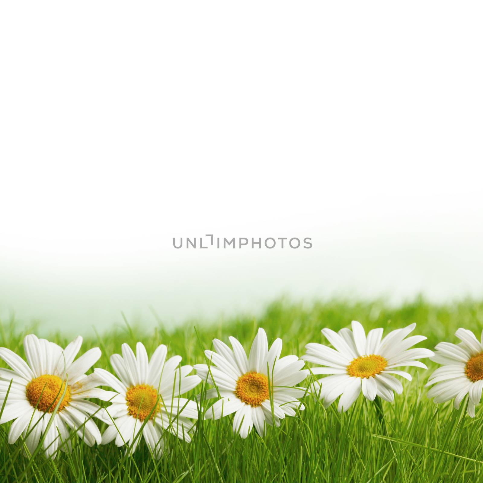 Chamomile flowers in fresh spring green grass close-up