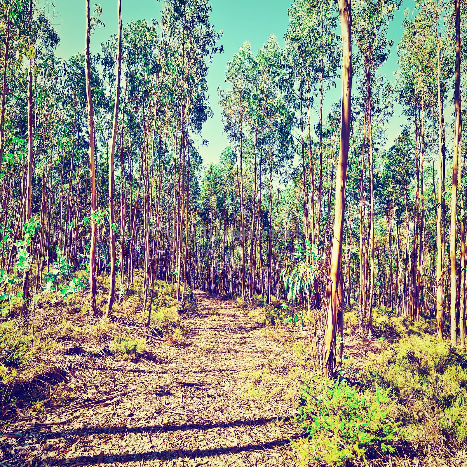 Forest Dirt Road in Portugal, Instagram Effect