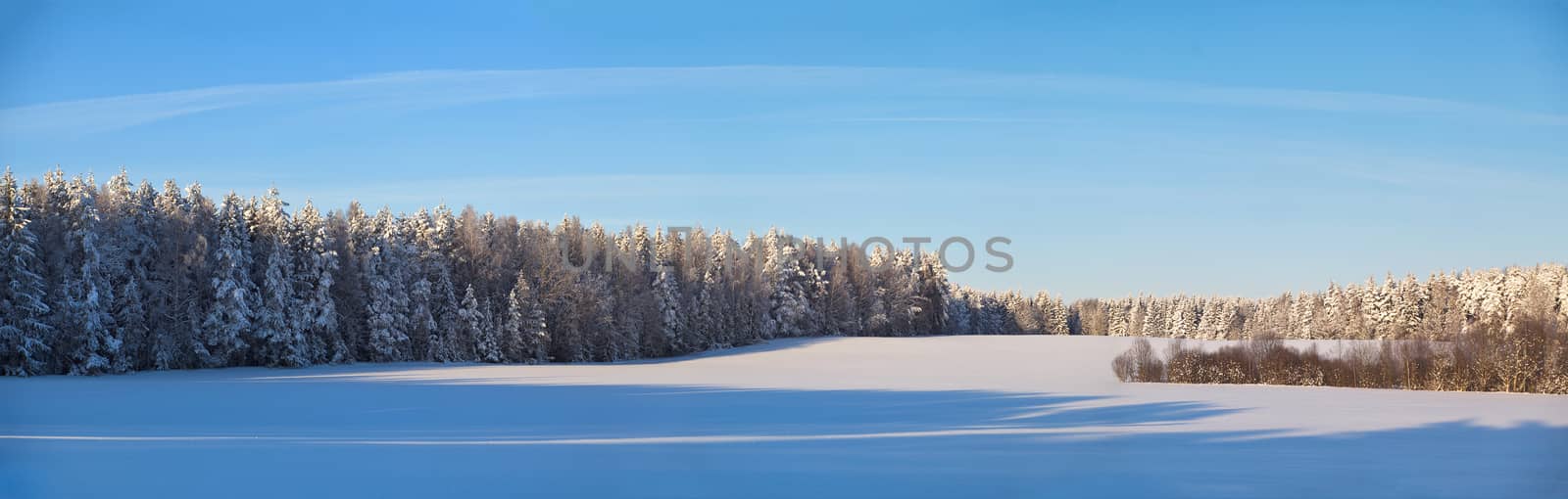 Winter sunny day in Belarus. Panorama. Snow landscape