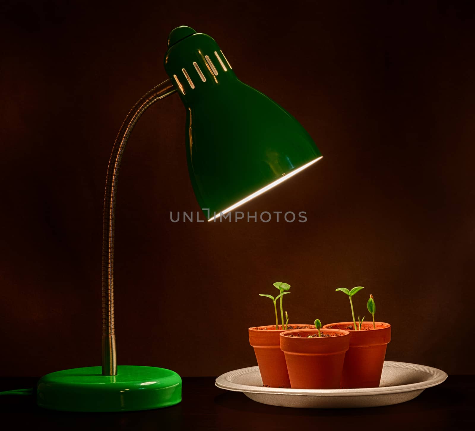 Three seedlings grow under the influence of a plant growth light.  Great metaphorical image to symbolize business mentoring, training, support