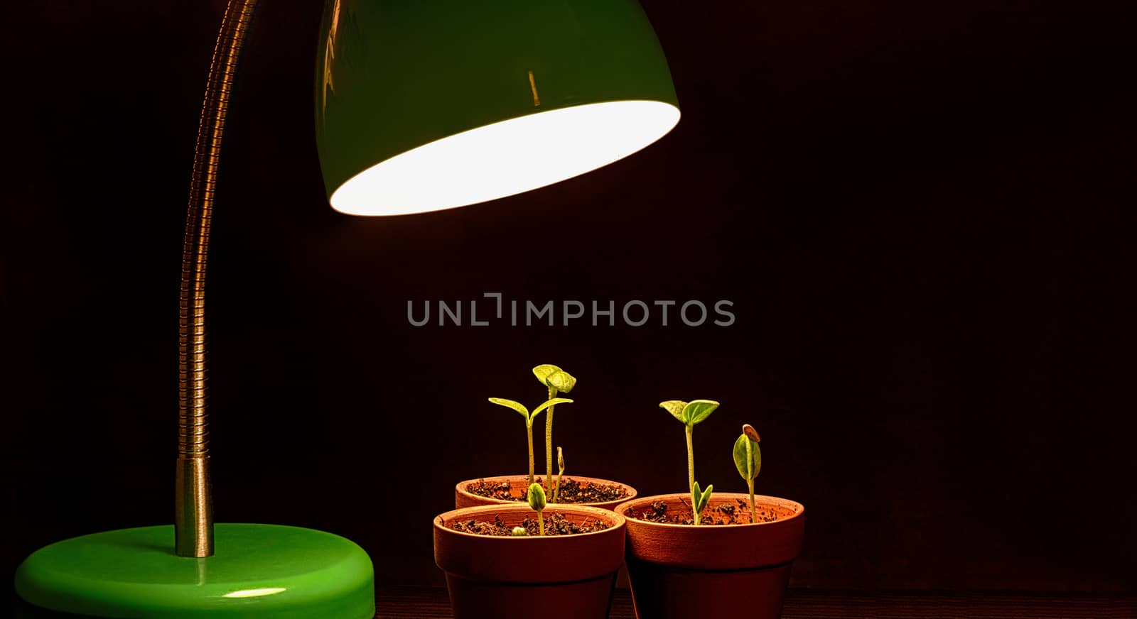Three seedlings grow under the influence of a plant growth light.  Great metaphorical image to symbolize business mentoring, training, support