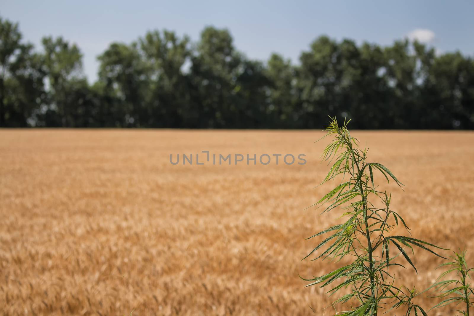 Golden color of the ripe cereals. In the background of the field there is a small forrest. In the foreground a cannabis plant.