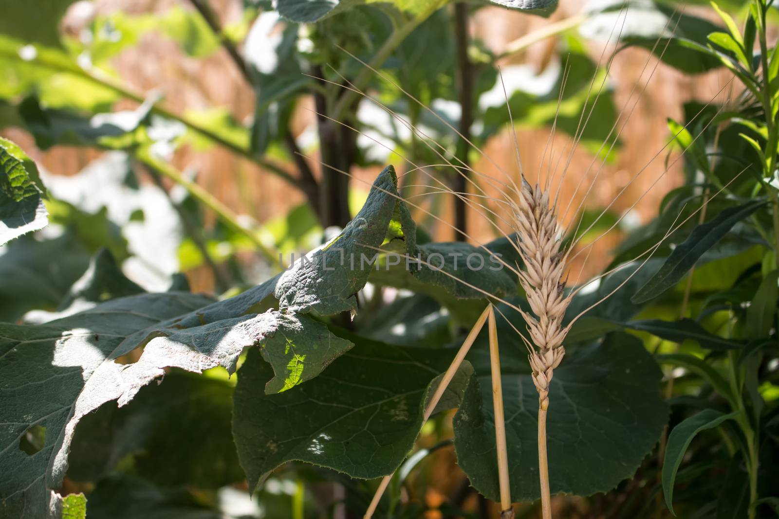 Stray cereals seed, out of the field, growing lonely between burdock.