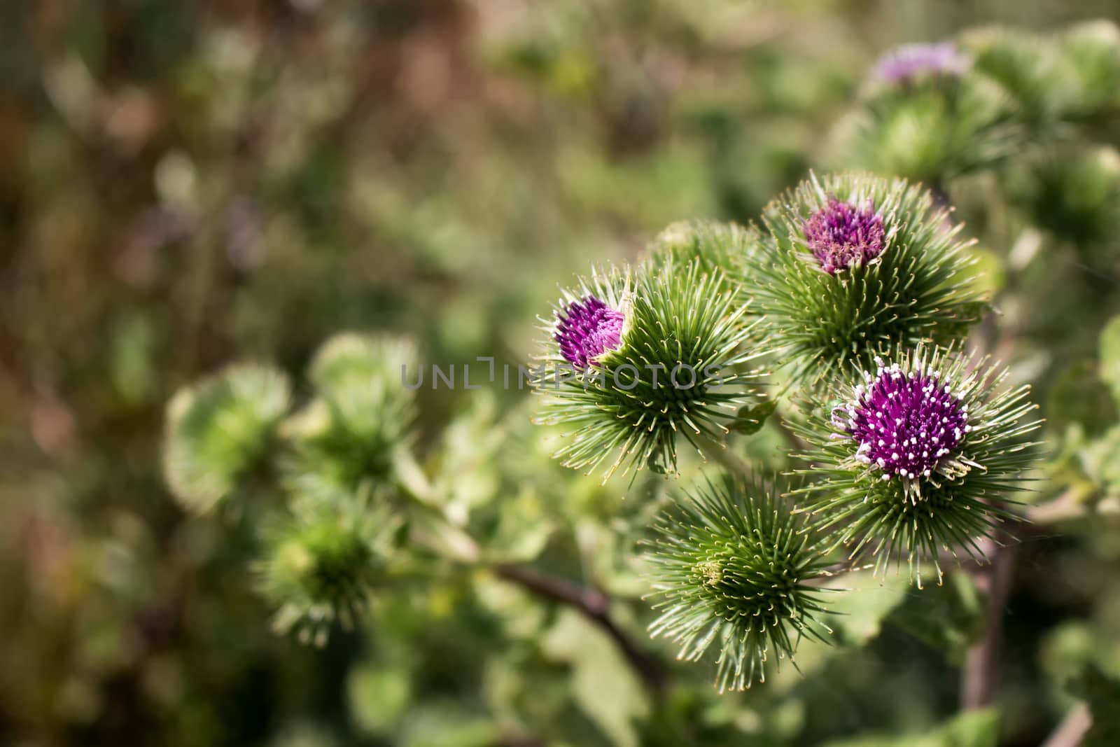 Violet thistle flowers with white details. Wild green summer nature.