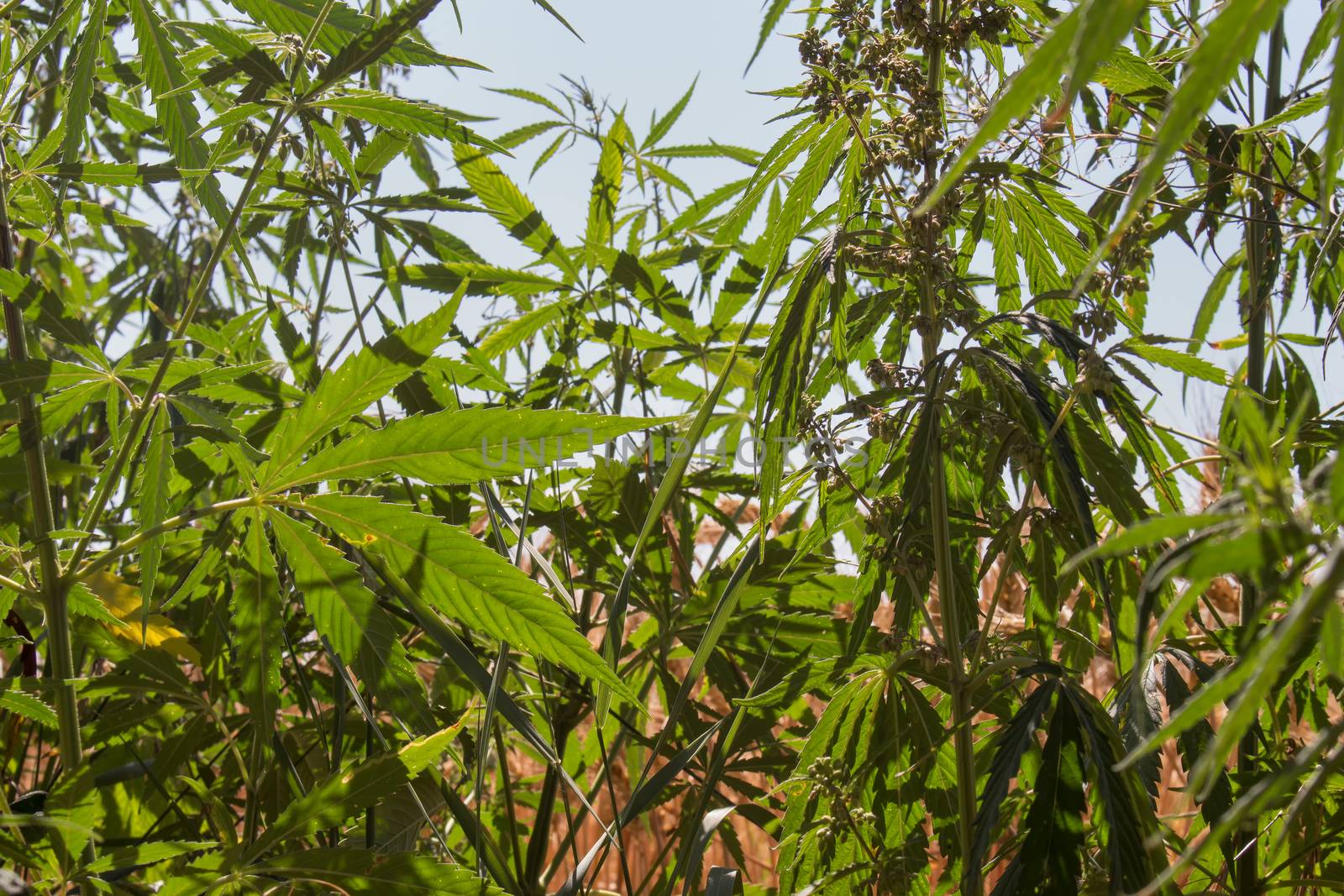 High cannabis plants, growing in the nature. Blue sky in the background.