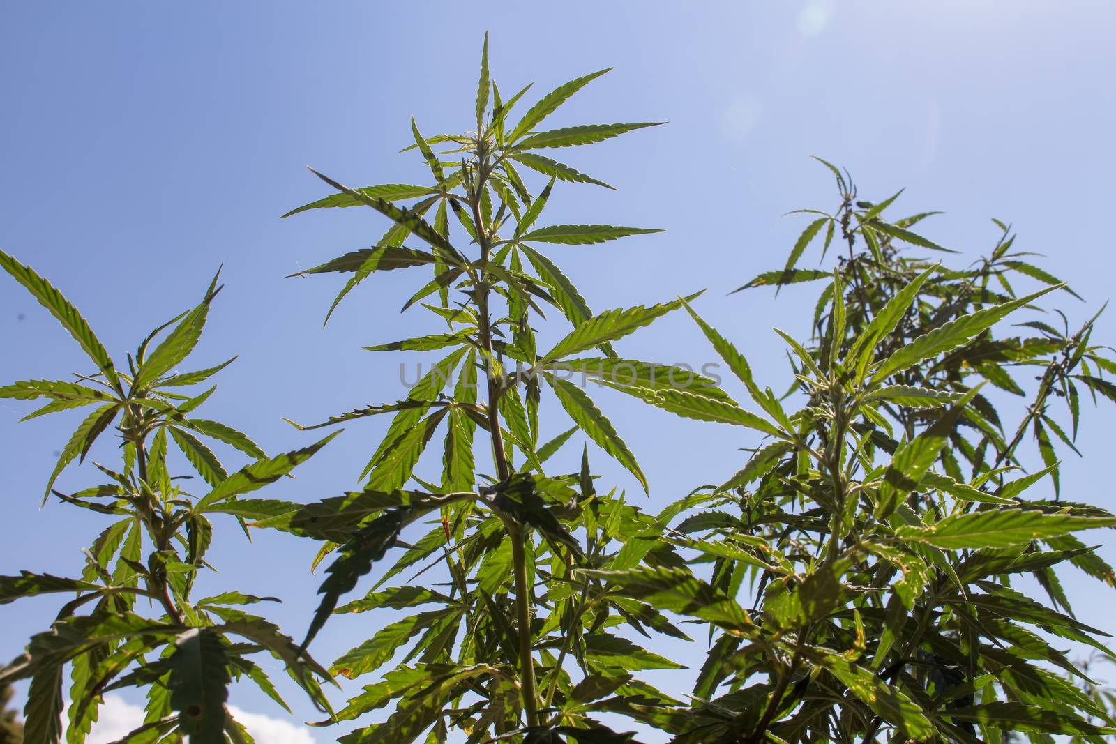 High cannabis plants, growing in the nature. Blue sky in the background.