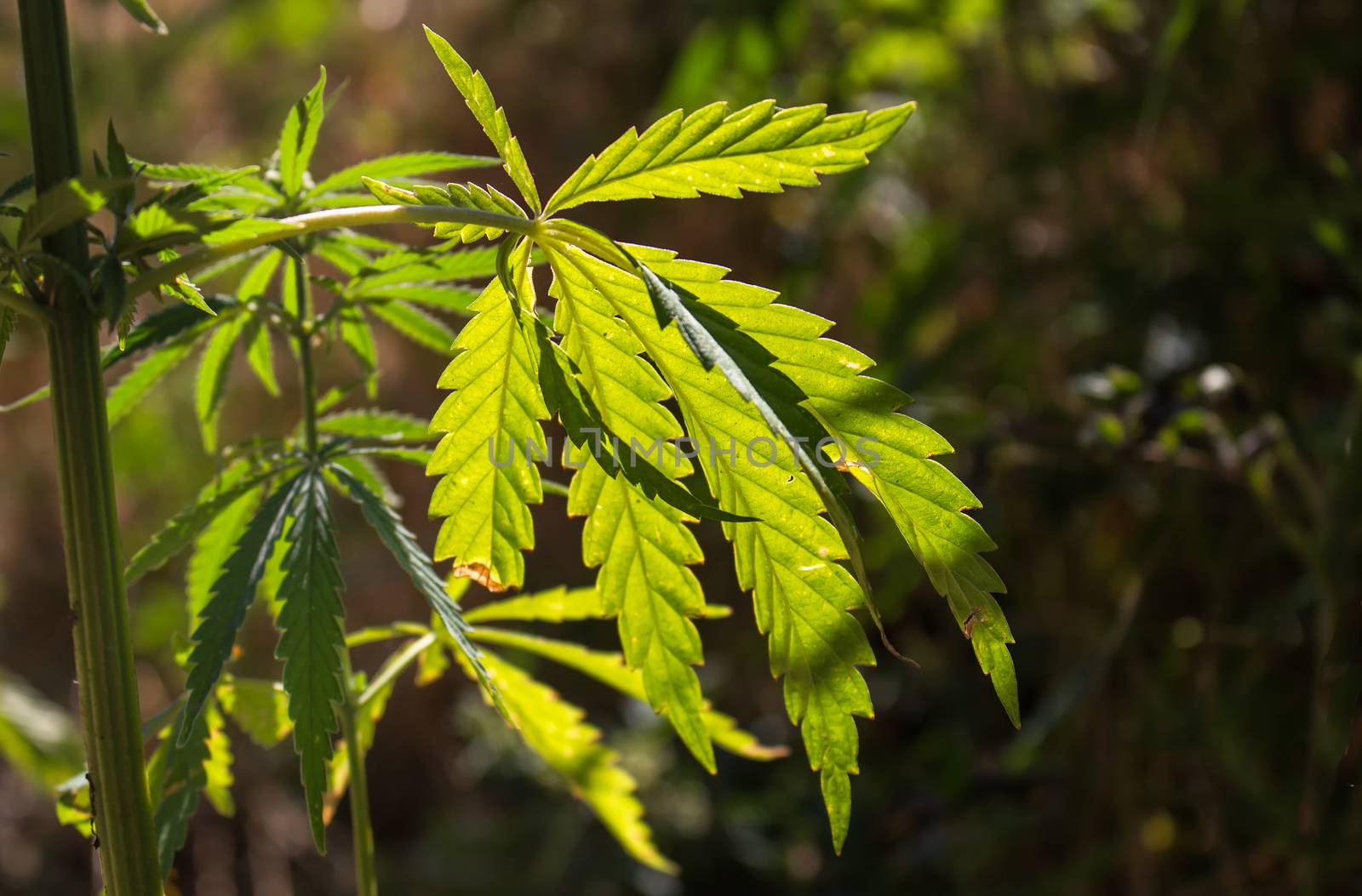 Fresh cannabis leaf growing in the nature, enlightened by the morning sunlight.