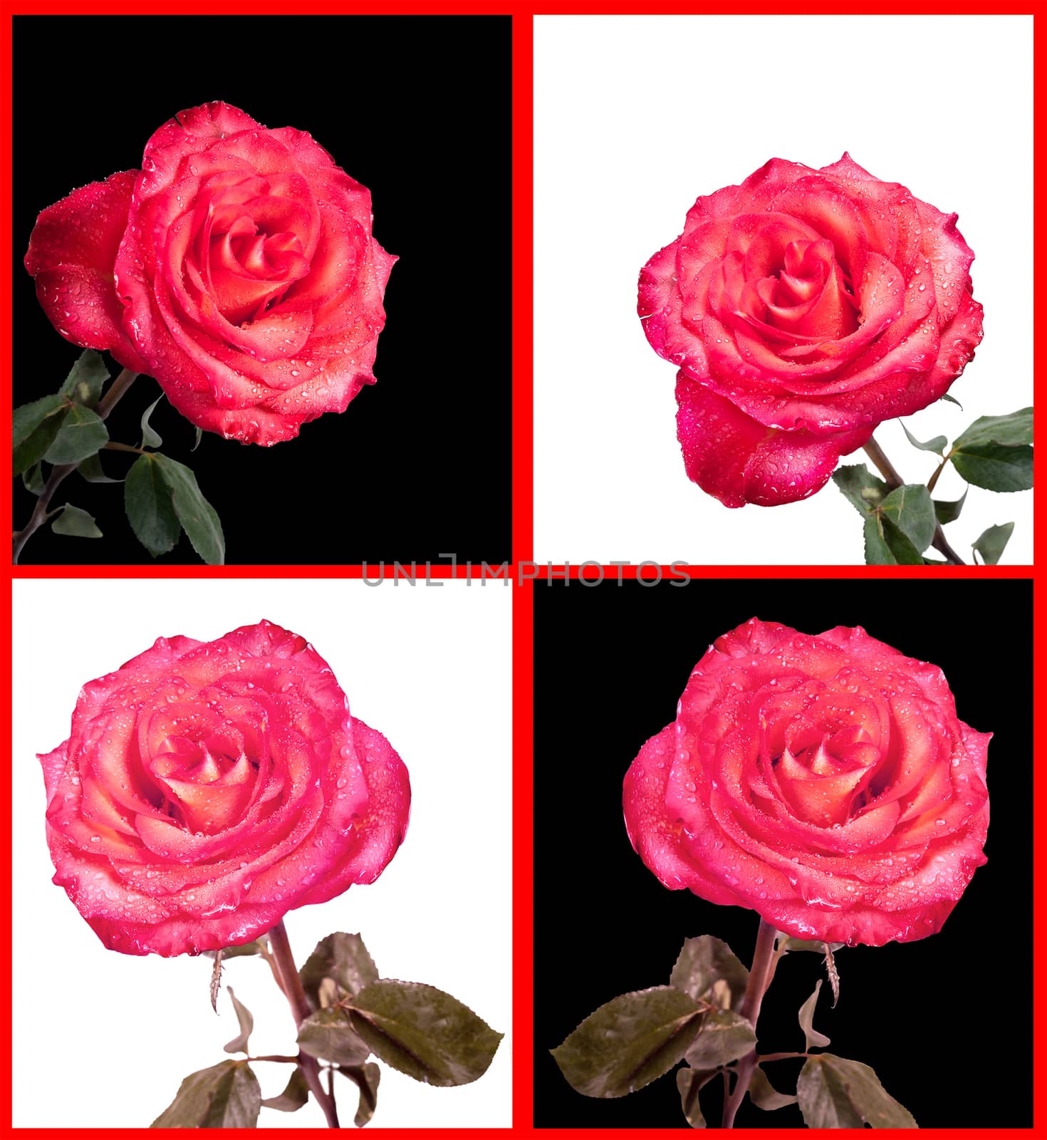 Collage of photos of red rose on a white and black background