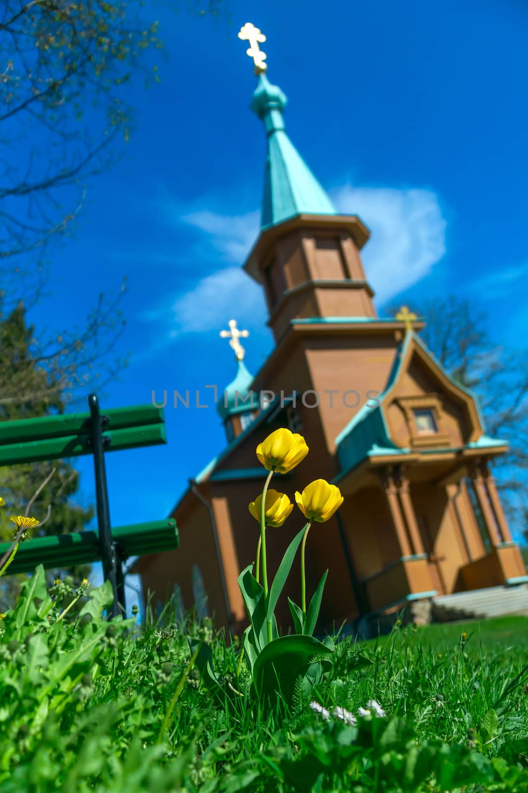 Spring blooming tulips against the background of the Orthodox Ch by BIG_TAU