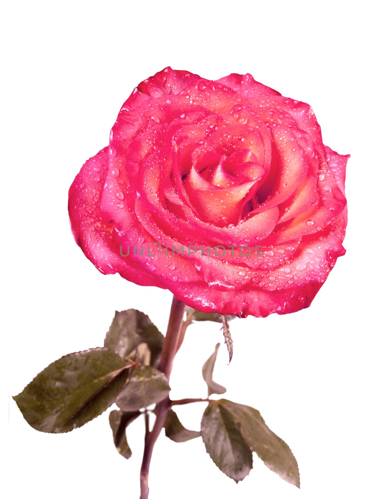 Red rose with drops of water isolated on the white background