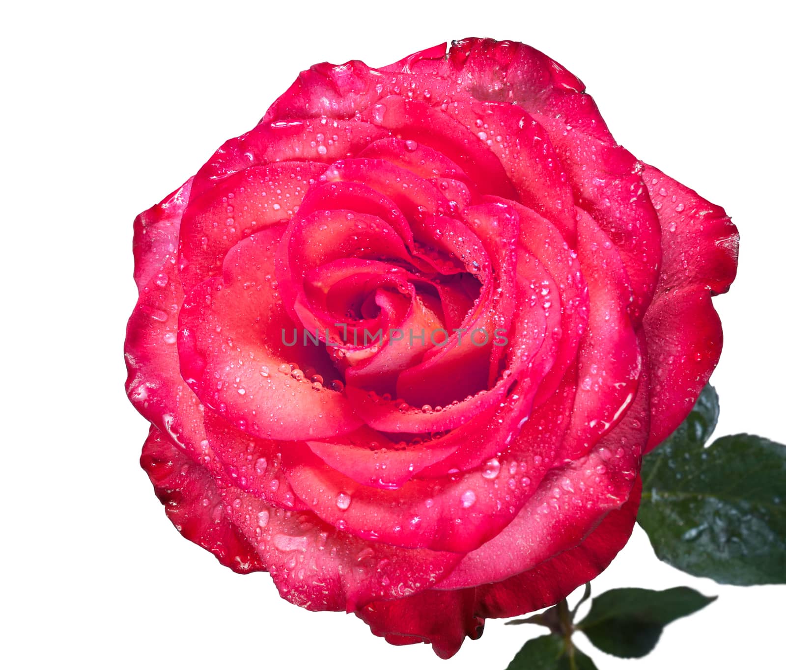 Red rose with water drops isolated on the white background