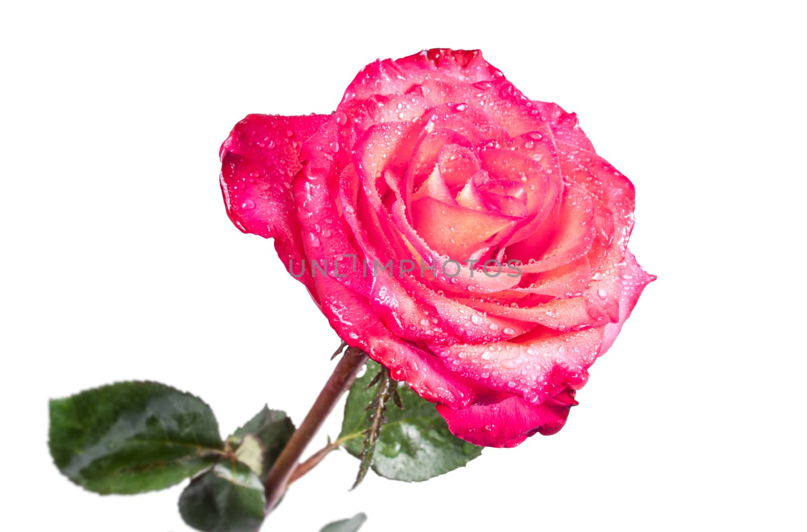 Single isolated beautiful red rose on the white background