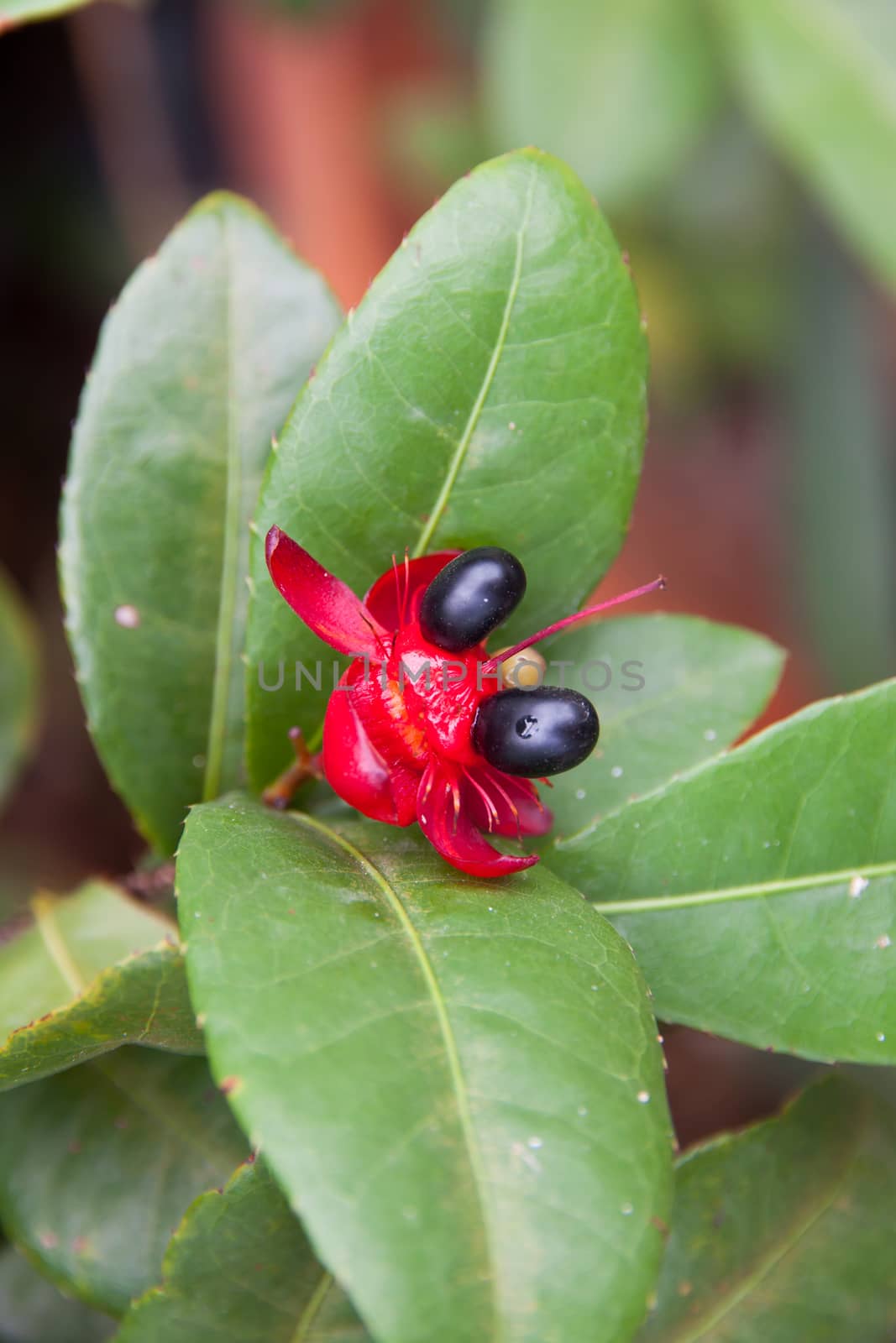 Flower head mickey mouse. it is ornamental trees.