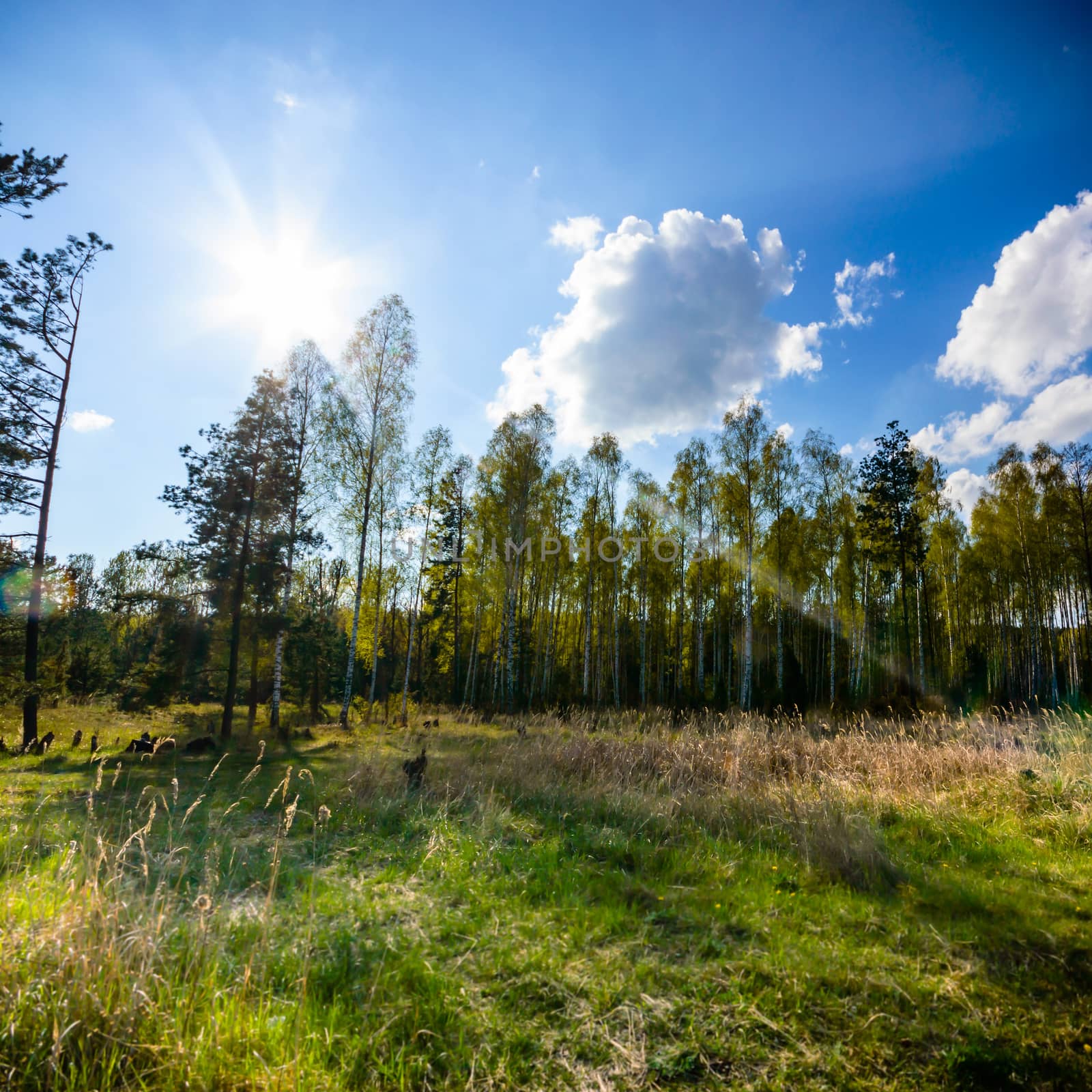 sunlight in the green forest, nature series