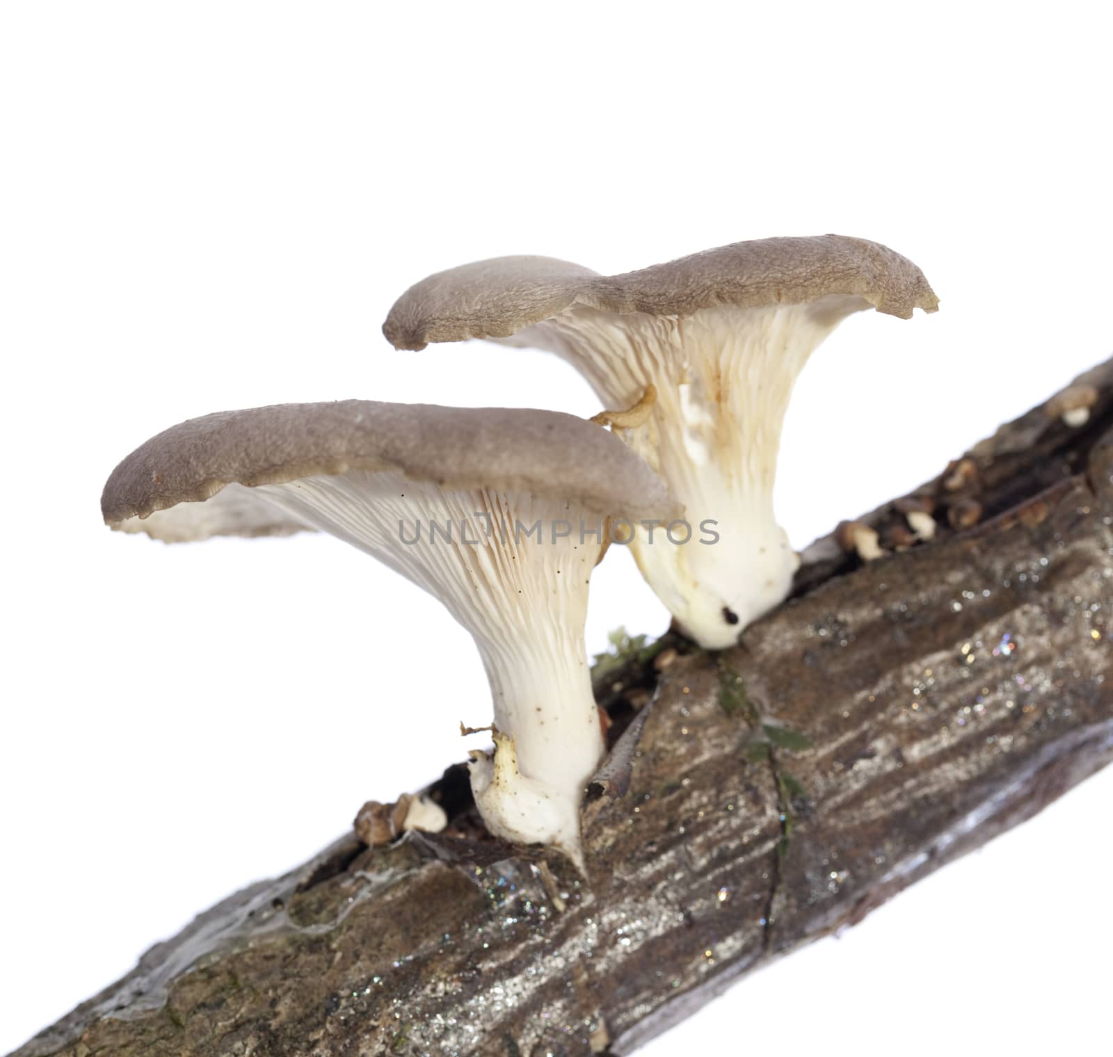 two inedible mushroom (Polyporus ciliatus) on branch