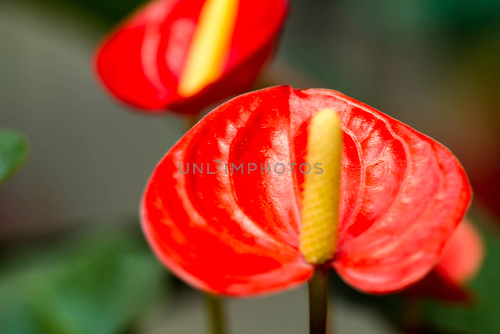 Red and Yellow Caladium