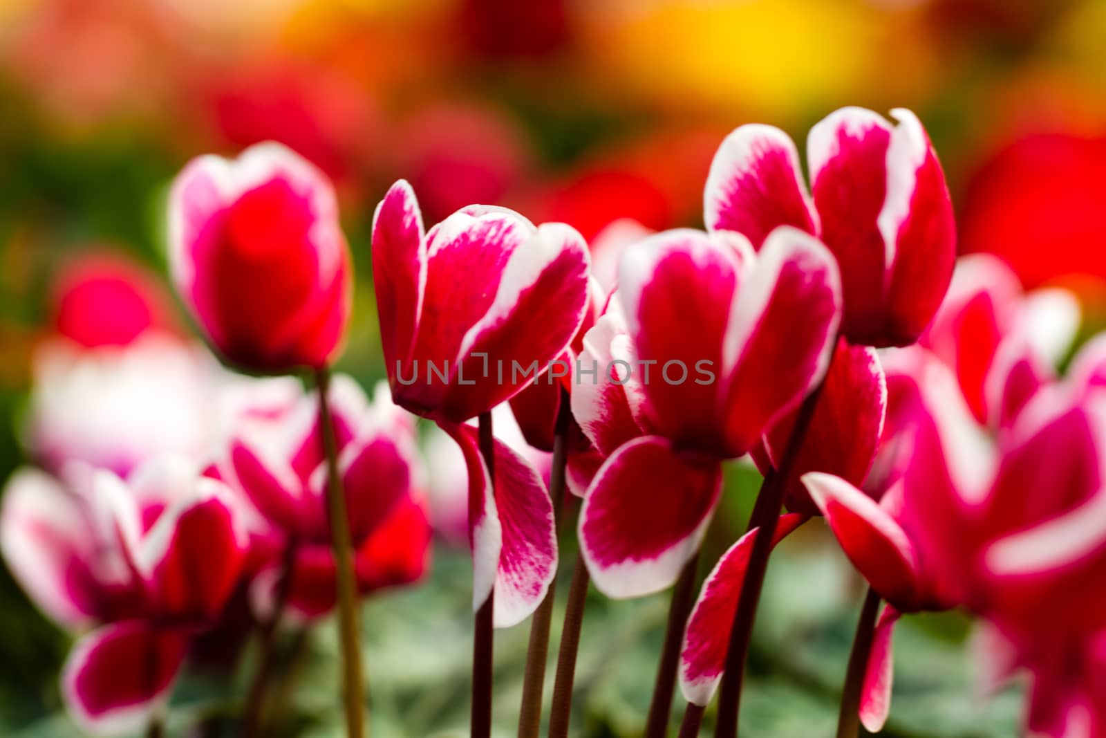 Red and White Tulips in the morning light