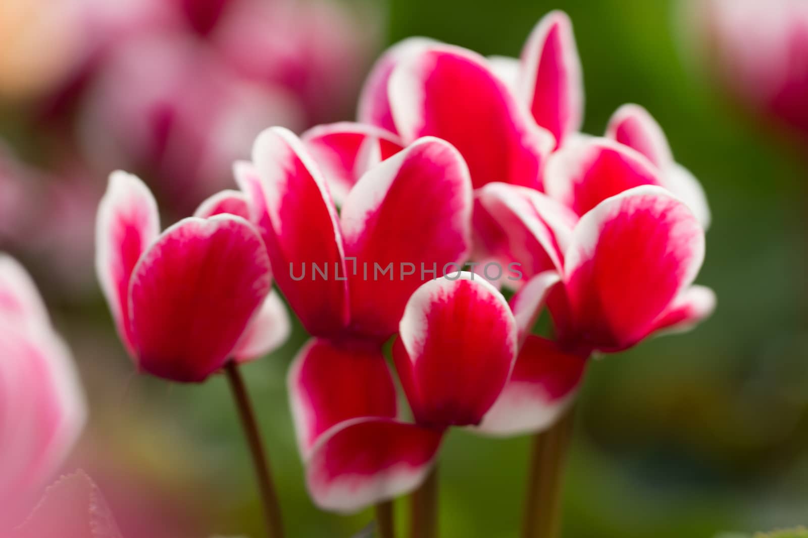 Red and White Tulips in the morning light