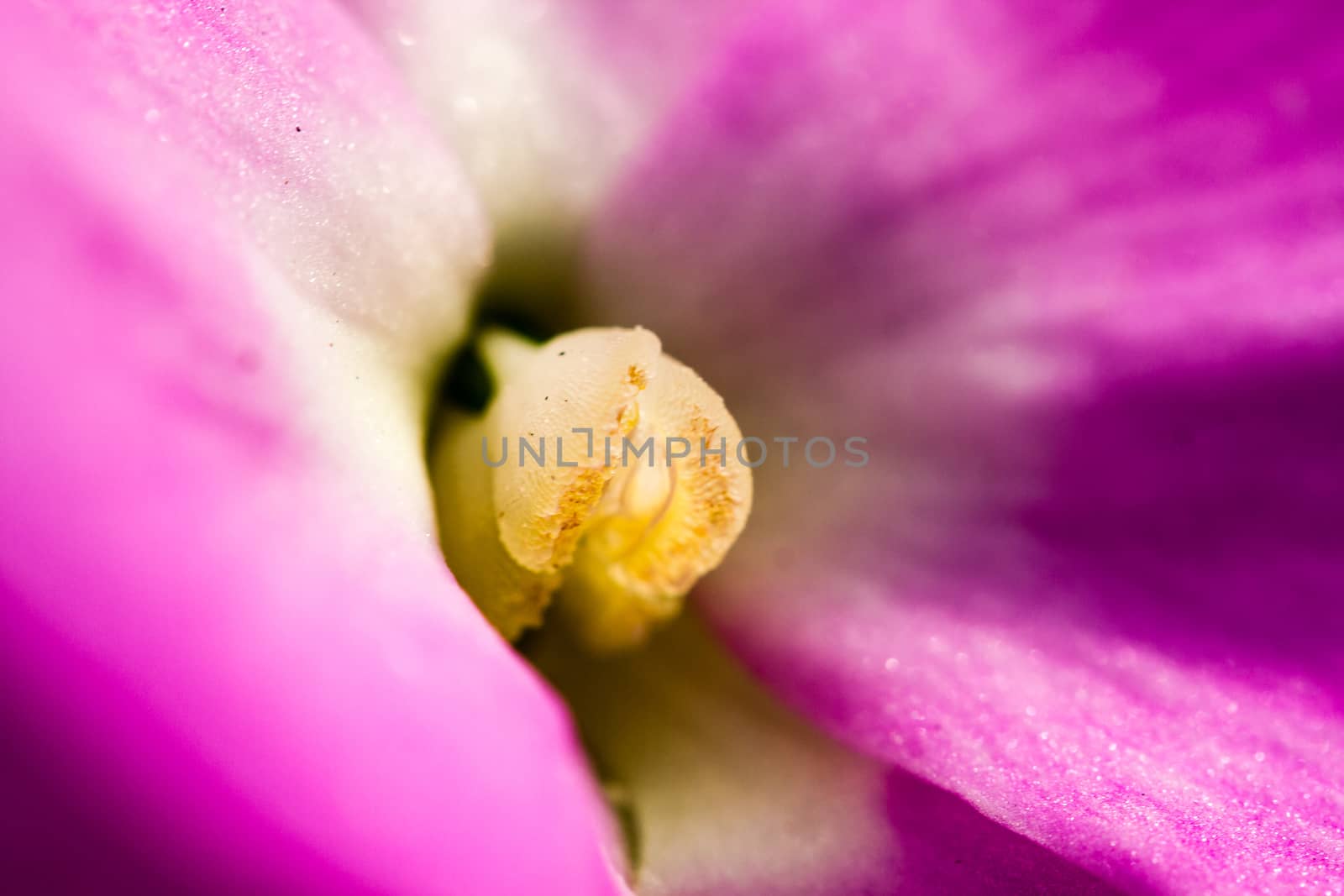 Purple Flower Close Up with stigma