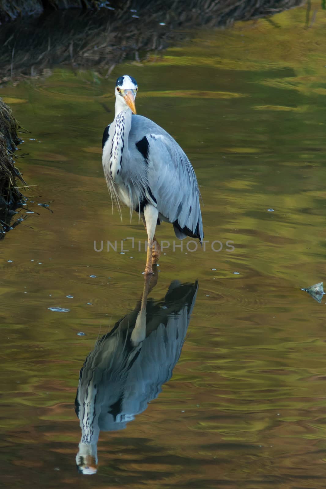 Grey Heron Standing in the muddy water