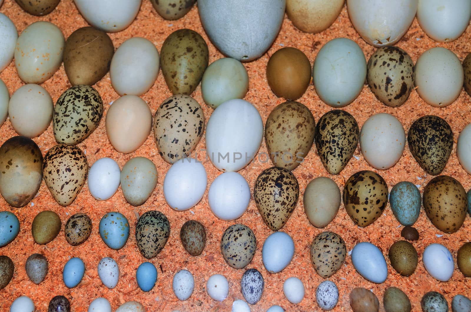 Collection of various birds' eggs of different bird species.