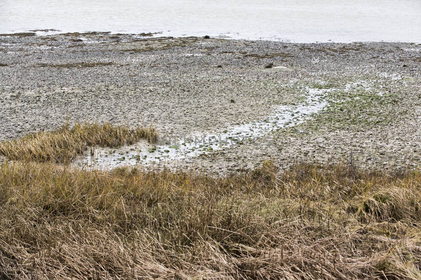 Swamp in Normandy, Manche, Cotentin by CatherineL-Prod