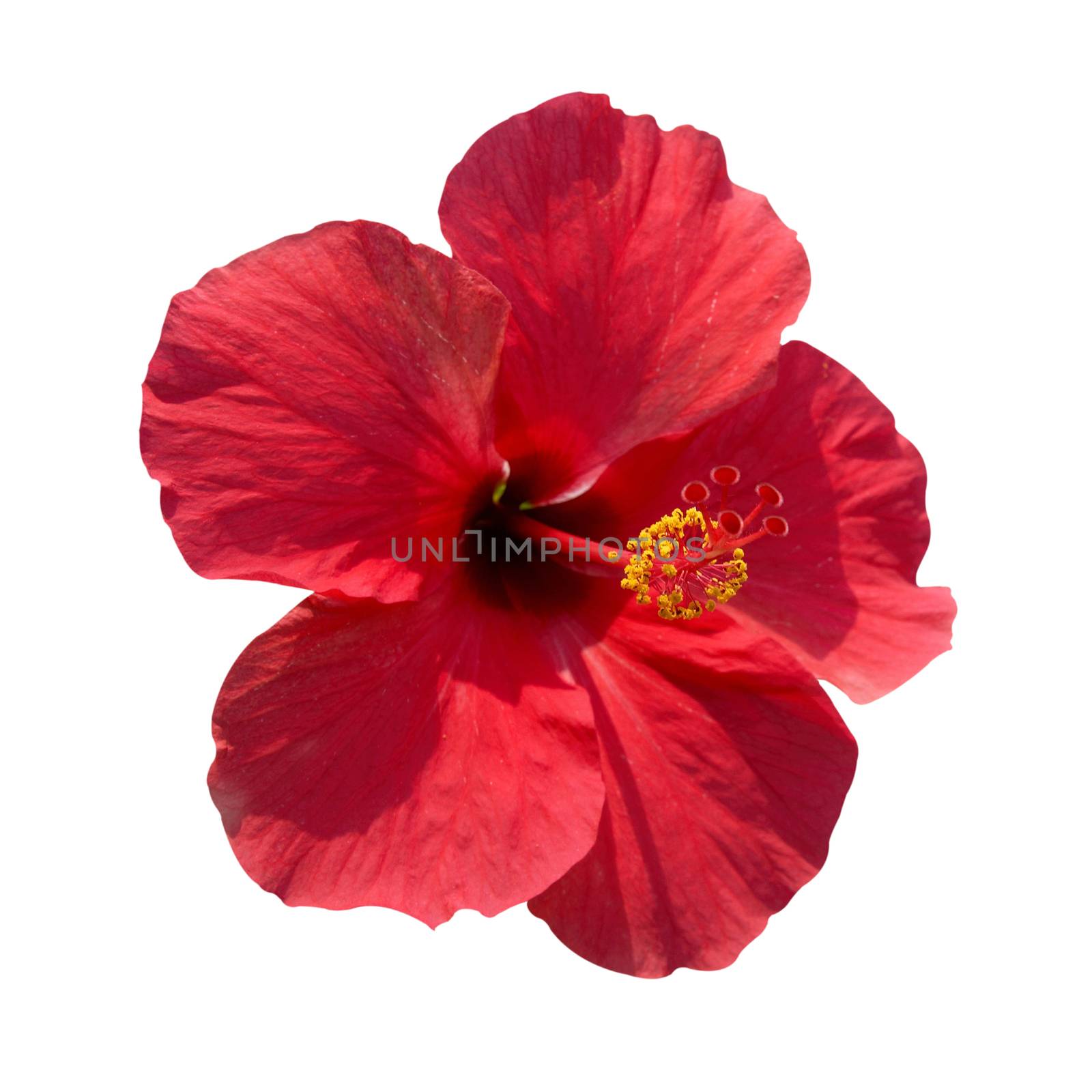 Red flower- Hibiscus rosa sinensis, soft background