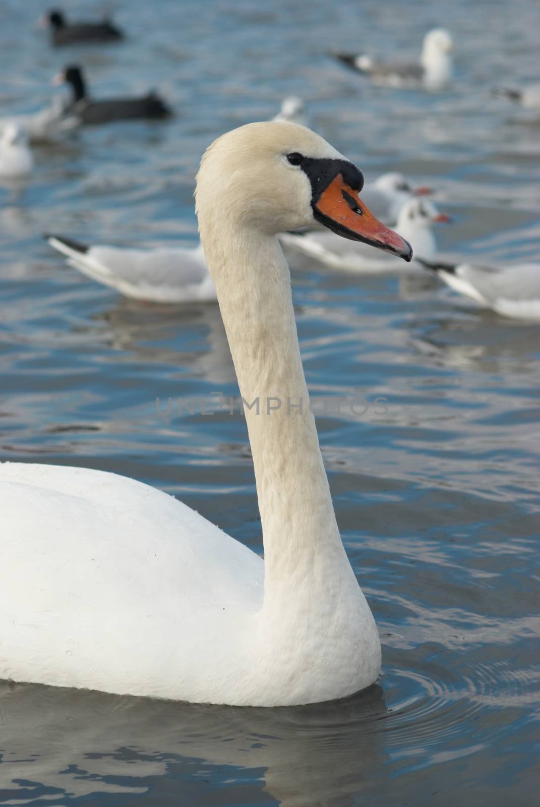 Beautiful white swan. by vapi