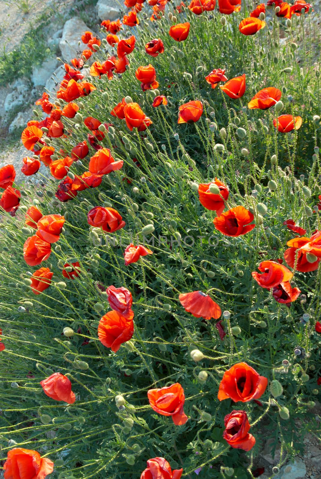 Field of poppies by vapi