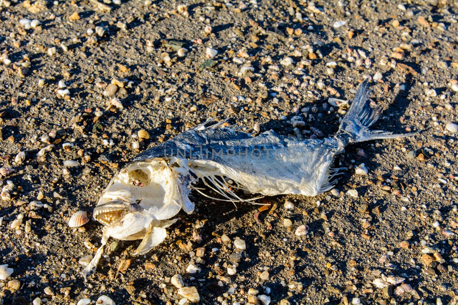 Fish skeleton lying on the sand of the lagoon.