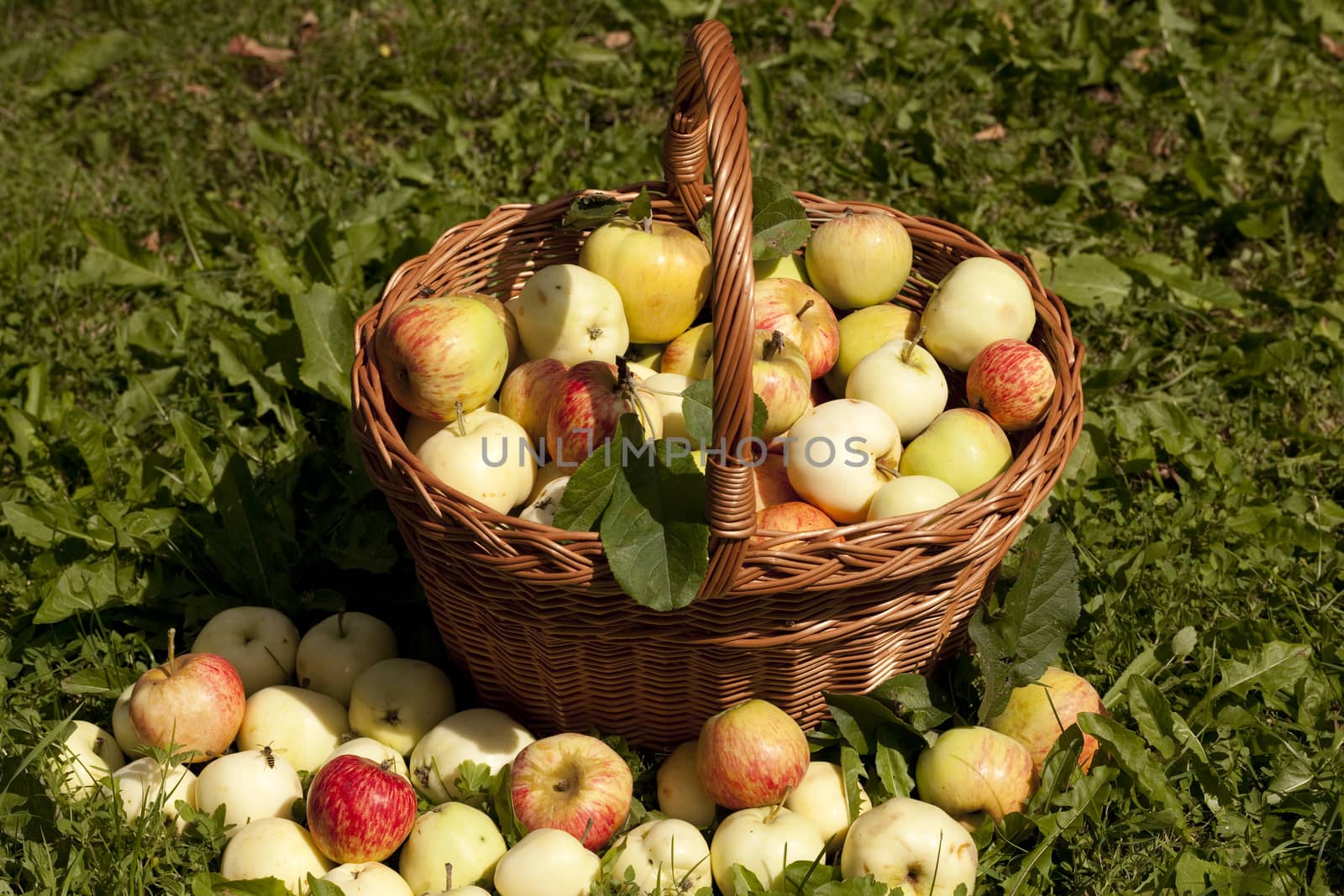 a lot of quantity of apples on grass and in basket