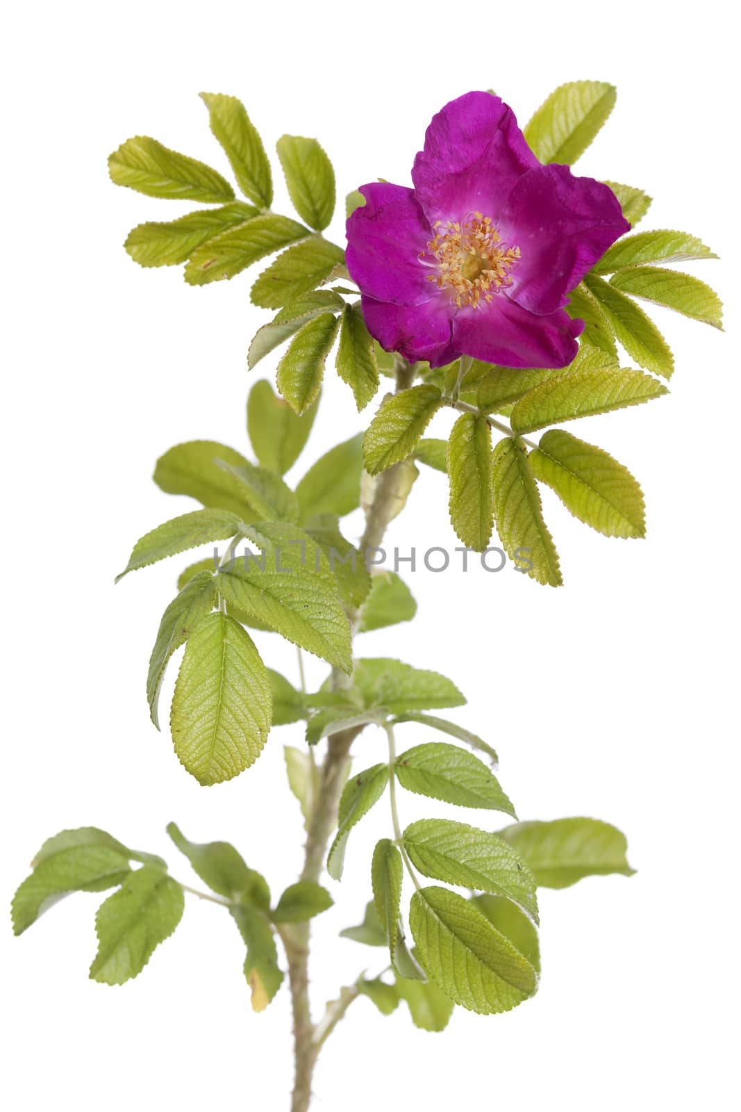 pink developed  briar rose on white background