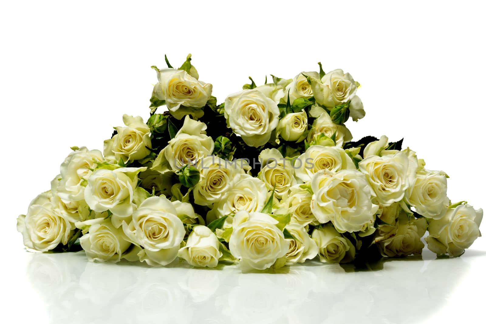 The photo shows roses on a white background