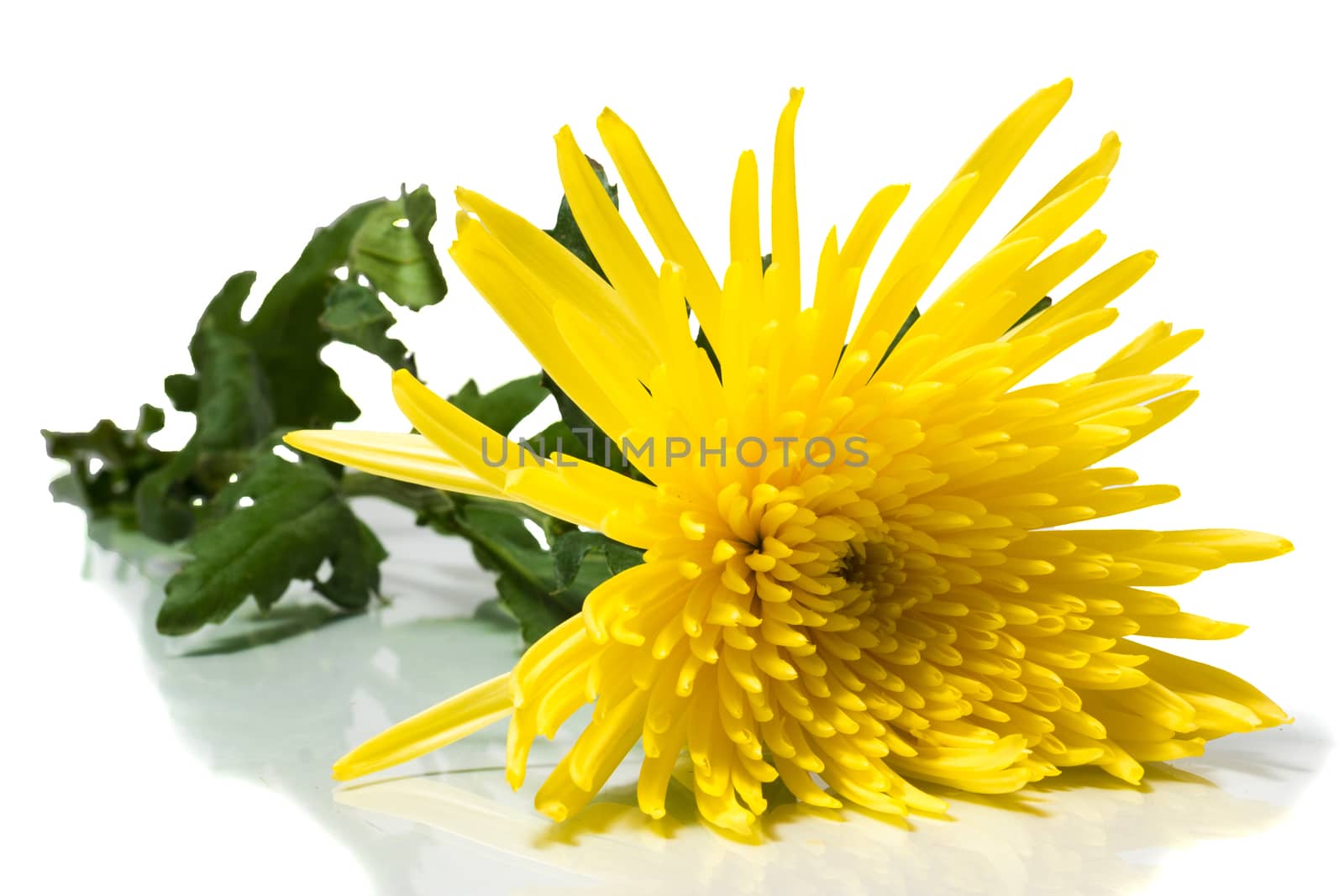 The photograph shows a chrysanthemum on a white background