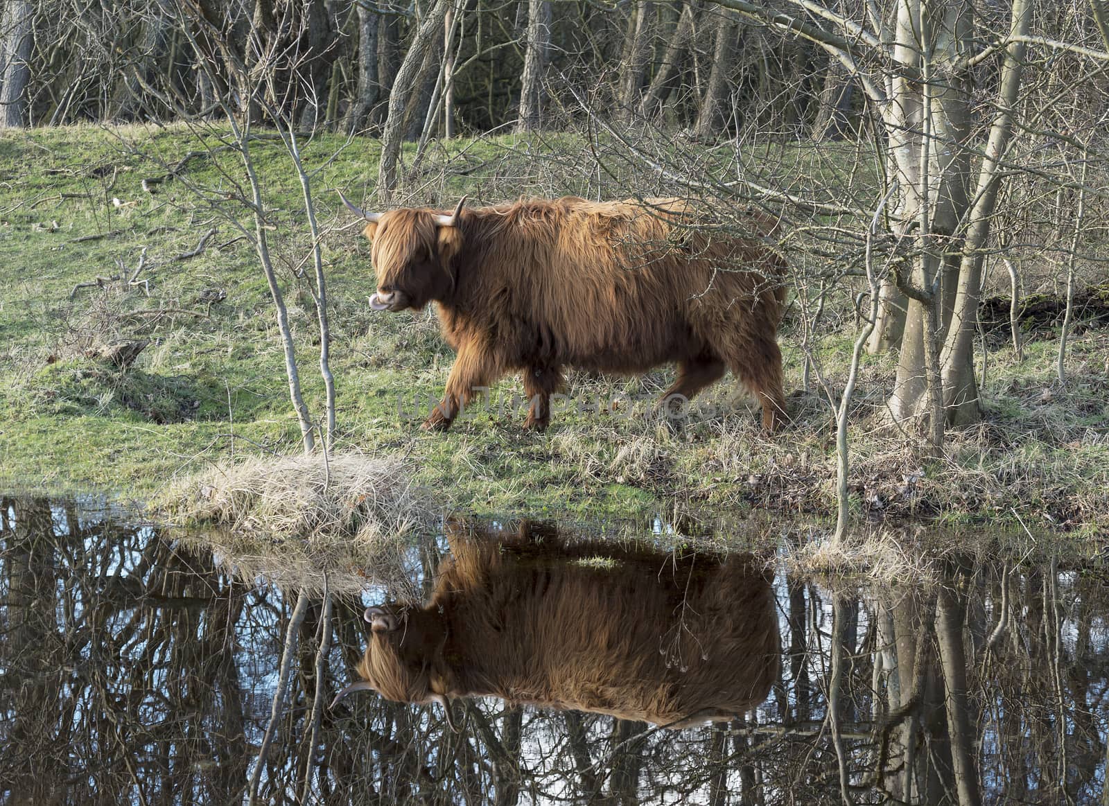 galloway deer with treflection in the water in holland nature 