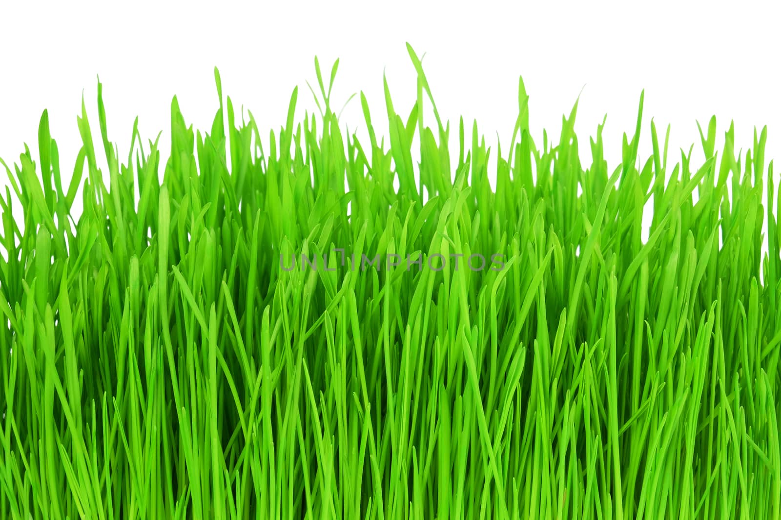 Green grass isolated on white background. by leventina
