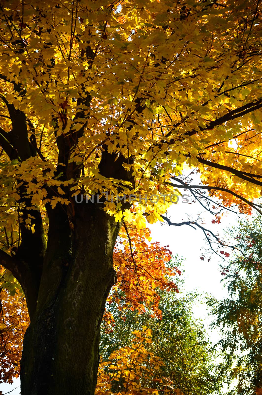 autumn background with colored leaves on wooden board