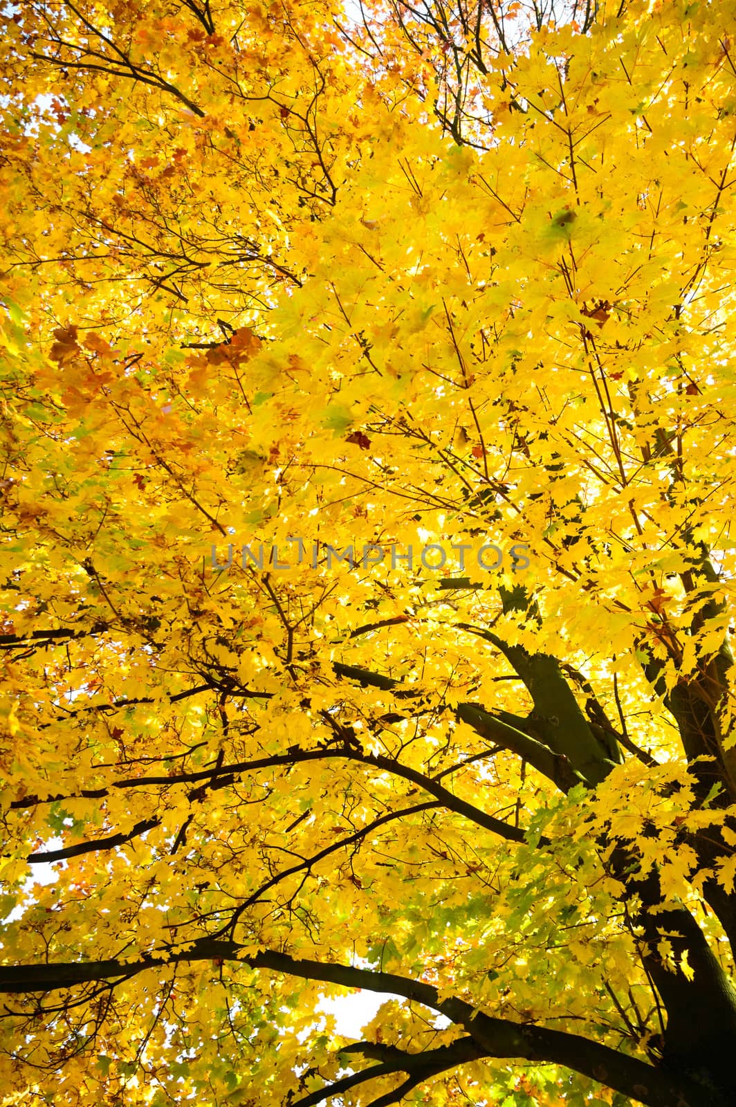 autumn background with colored leaves on wooden board