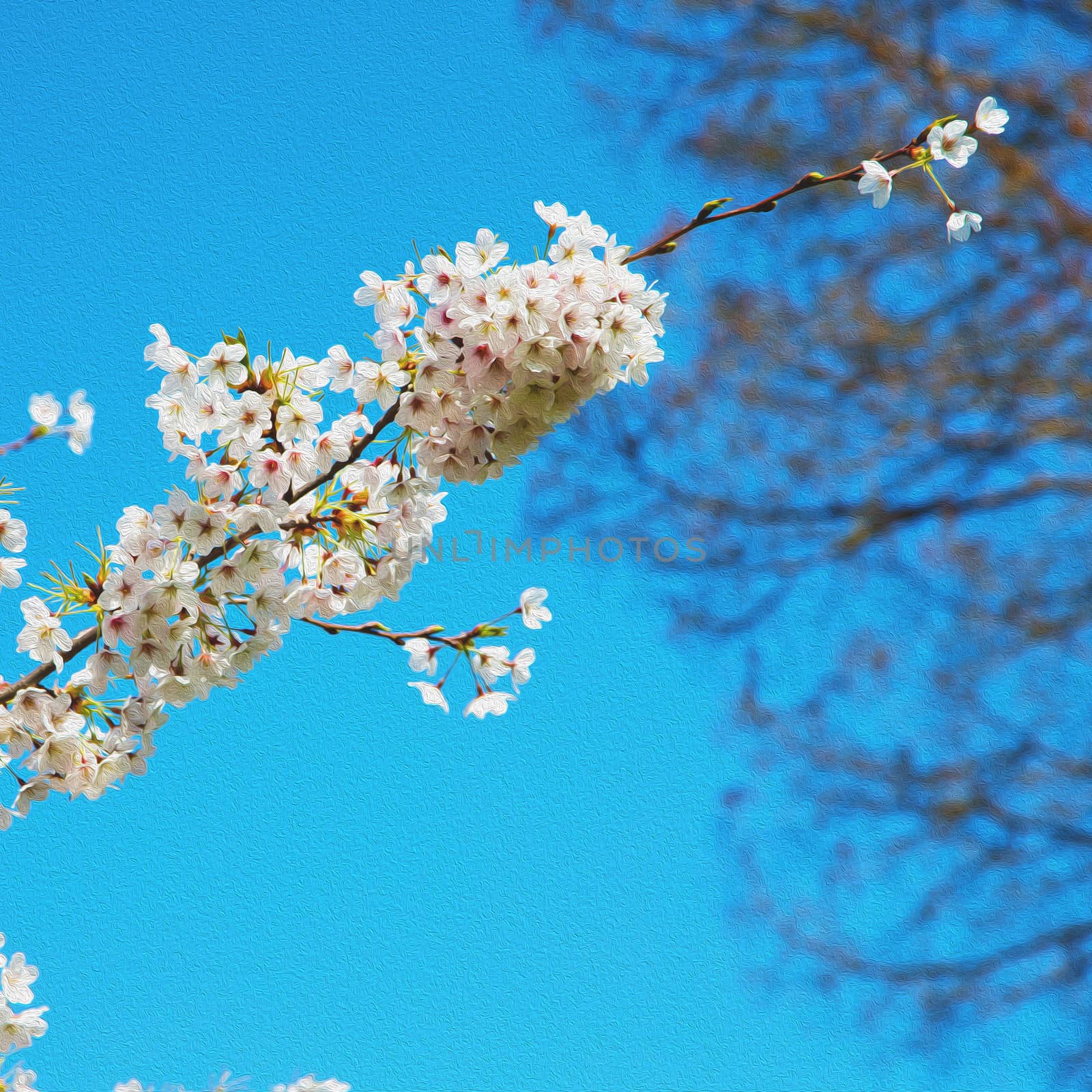 in london park      the pink tree and blossom flowers natural