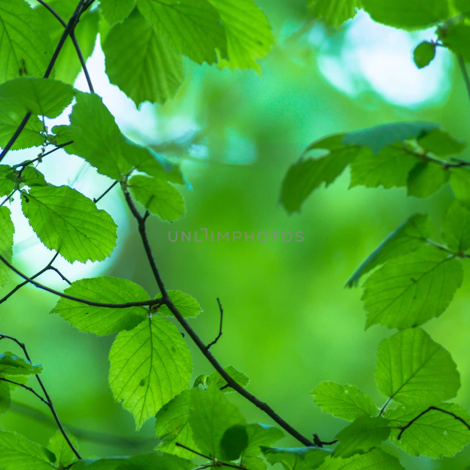 natural background with colored leaves, nature series
