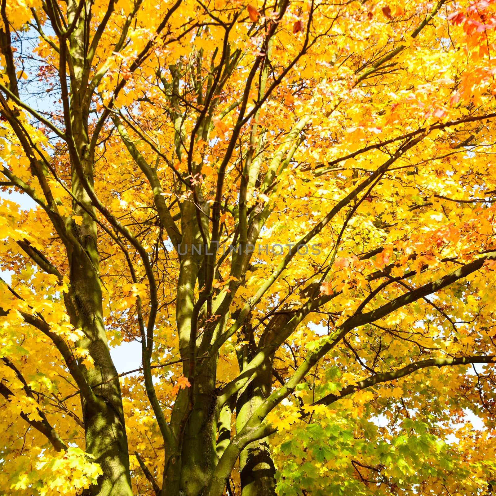 autumn background with colored leaves on wooden board