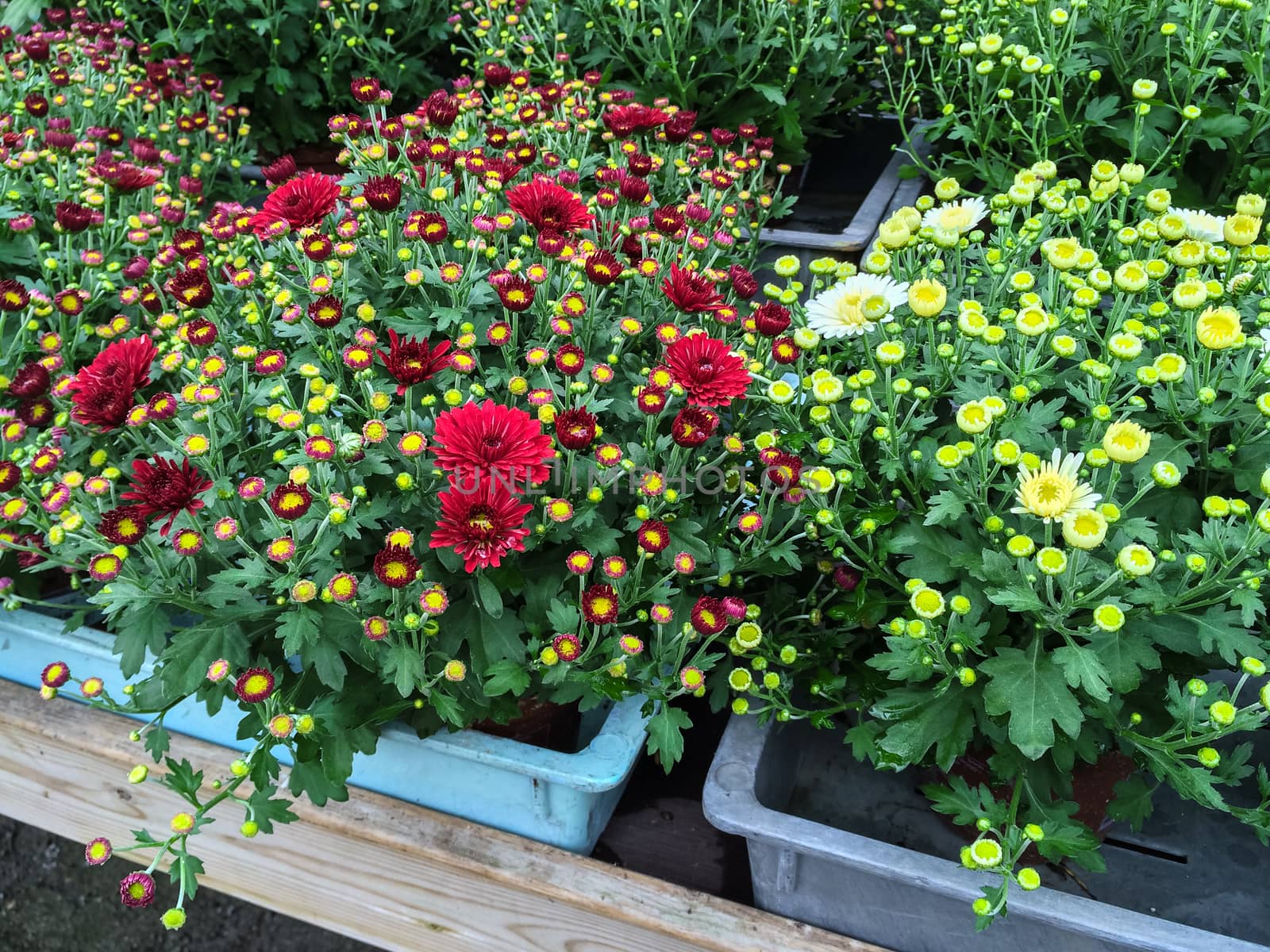 Red and white chrysanthemums in a garden center.