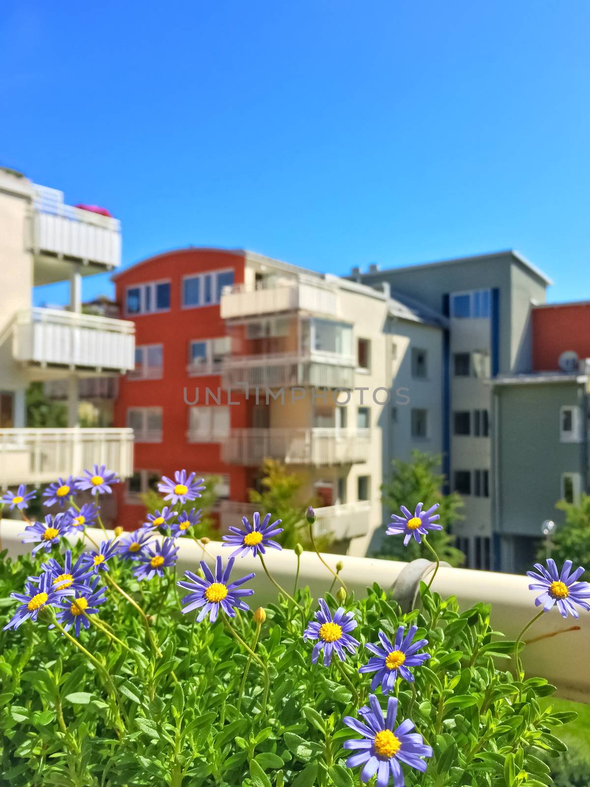 Balcony with blooming blue daises. Modern apartment buildings.